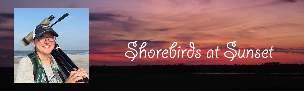 Shorebirds at Sunset promo