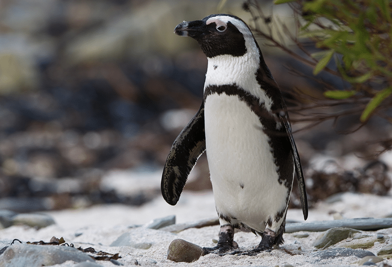 Closeup of a Penguin