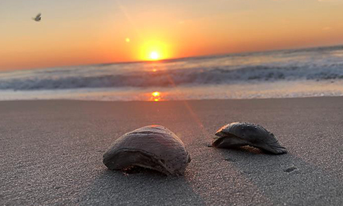 Shells on Beach at Sunrise