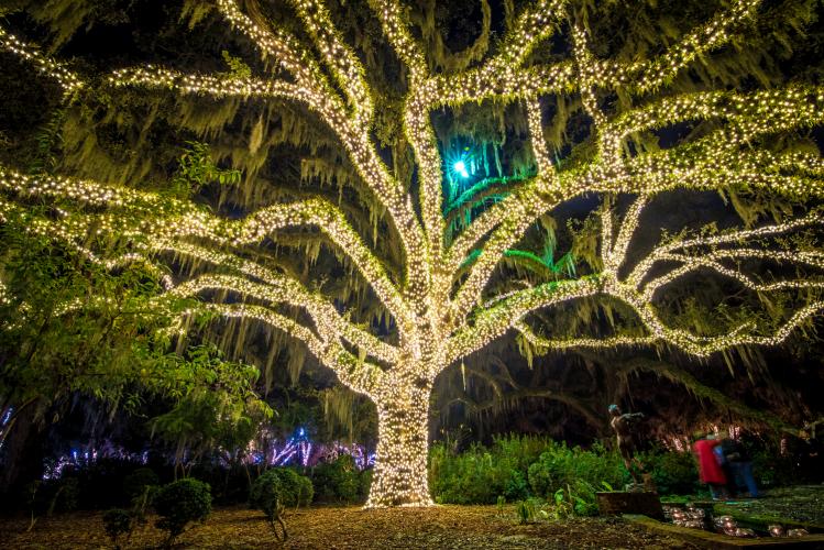 Oak Tree Lights