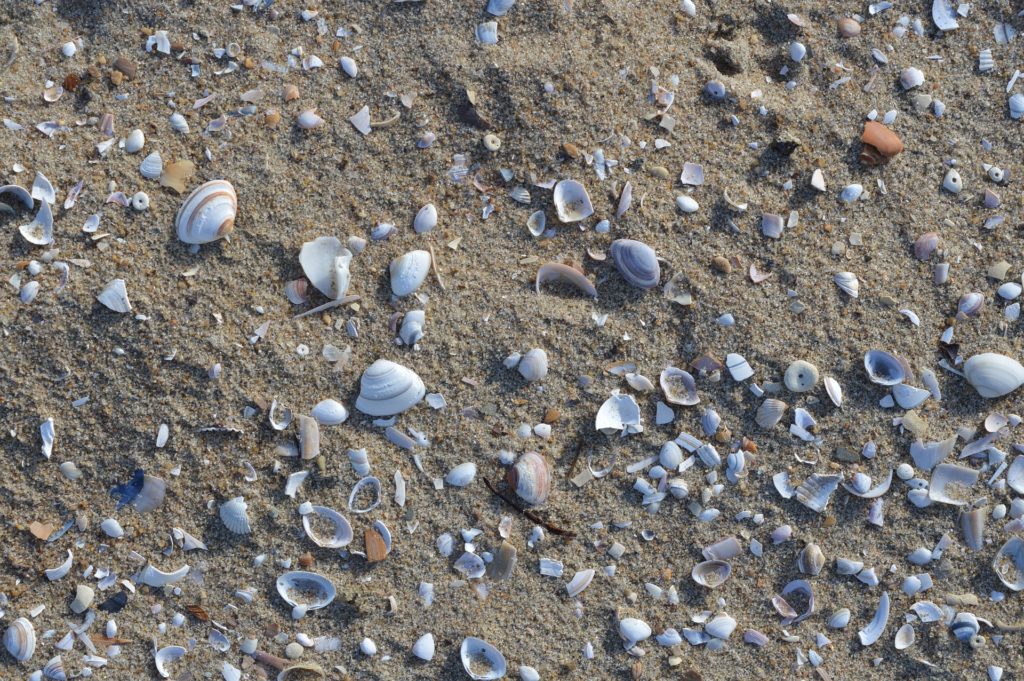 Sea shells on the beach