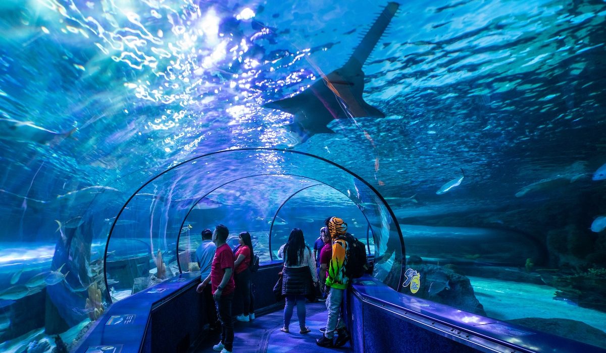 RipleysAquarium-03