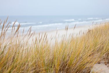 beach dunes