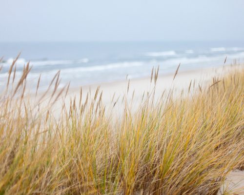 beach dunes