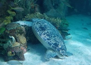 litchfield-sea-turtle-in-water-scaled-1.jpg