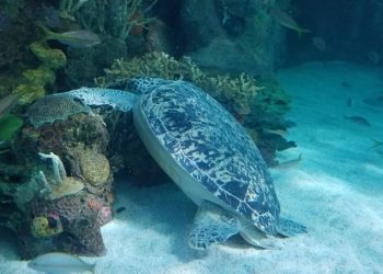 litchfield-sea-turtle-in-water-scaled-1.jpg litchfield-sea-turtle-in-water-scaled-1.jpg